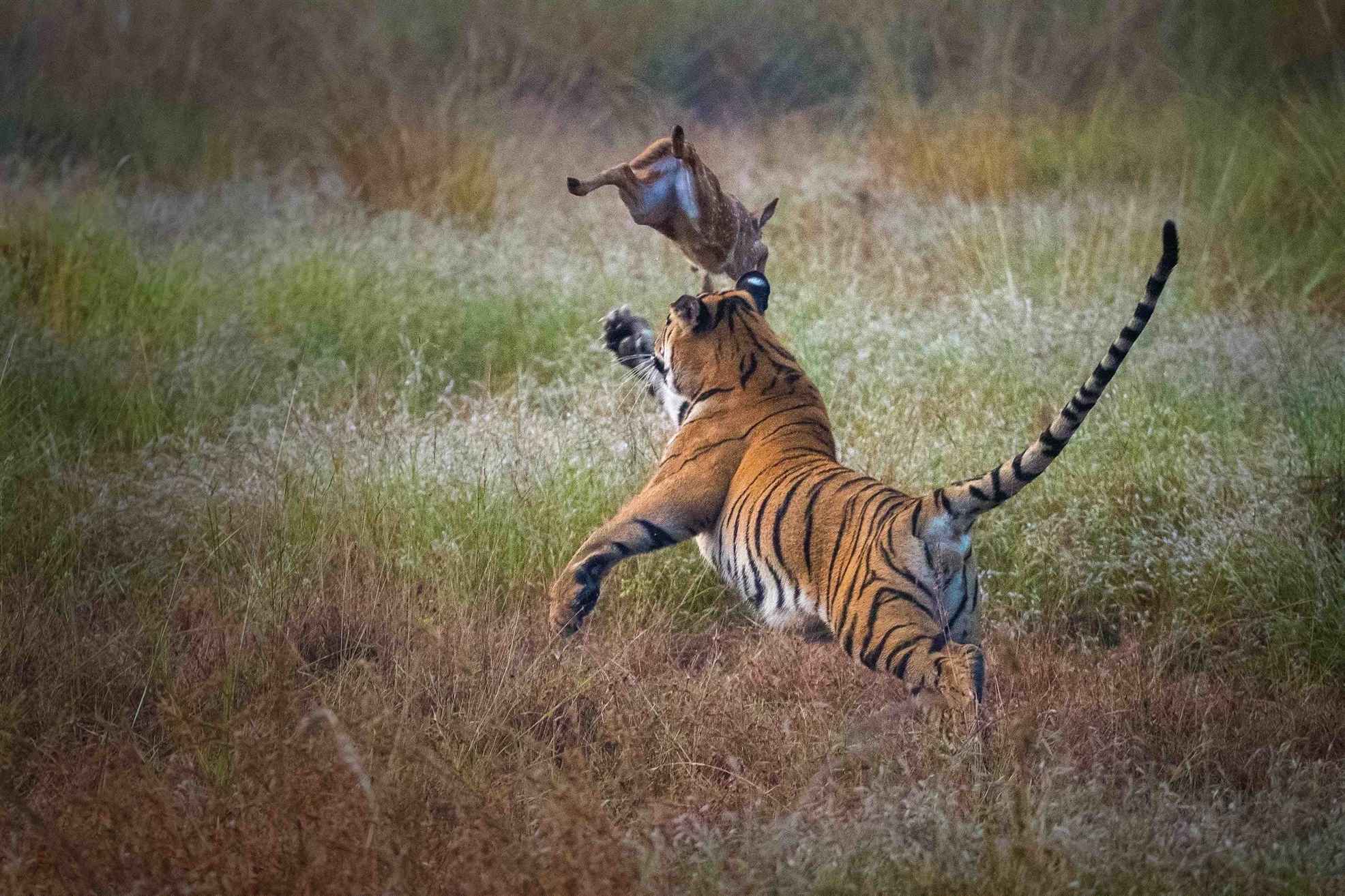 The Hunt - Lars-Henrik Milert