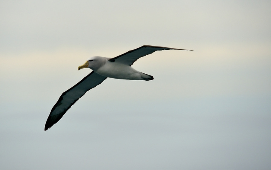 Albatros 