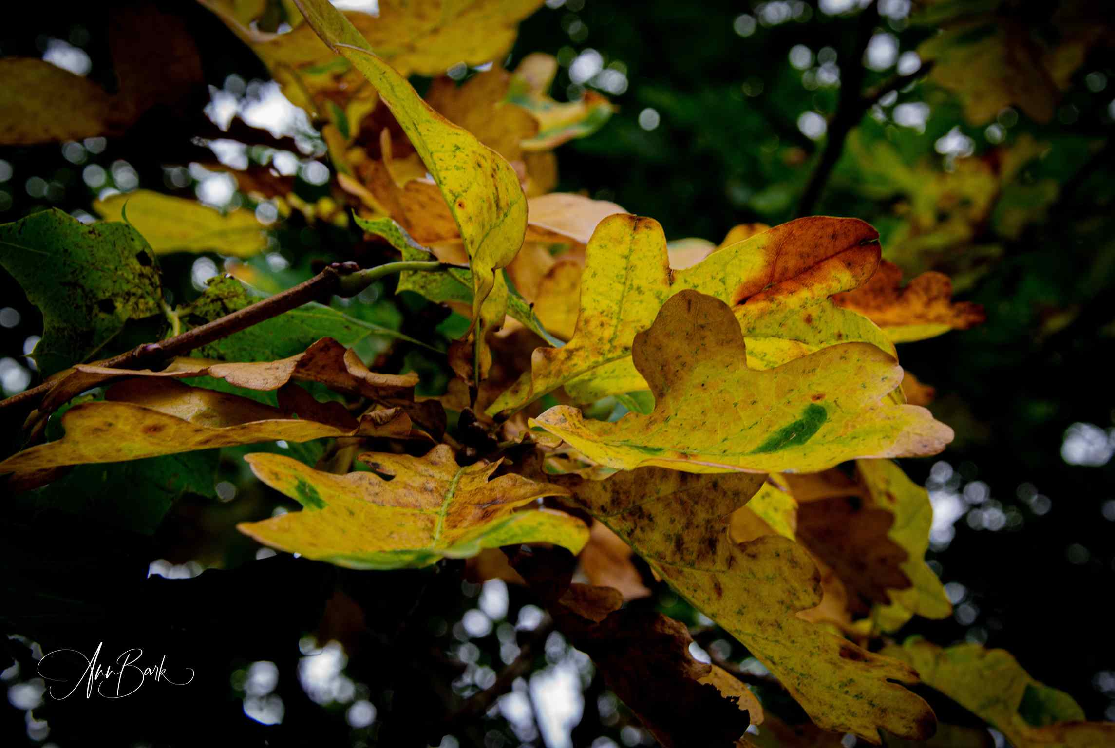Hösten har sitt intrång med sina vackra färger