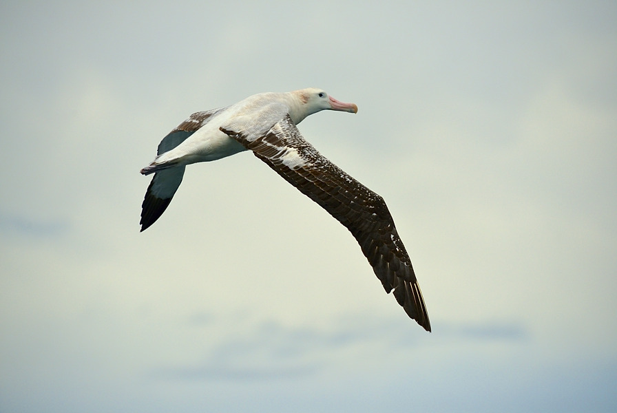 En Albatros i luften