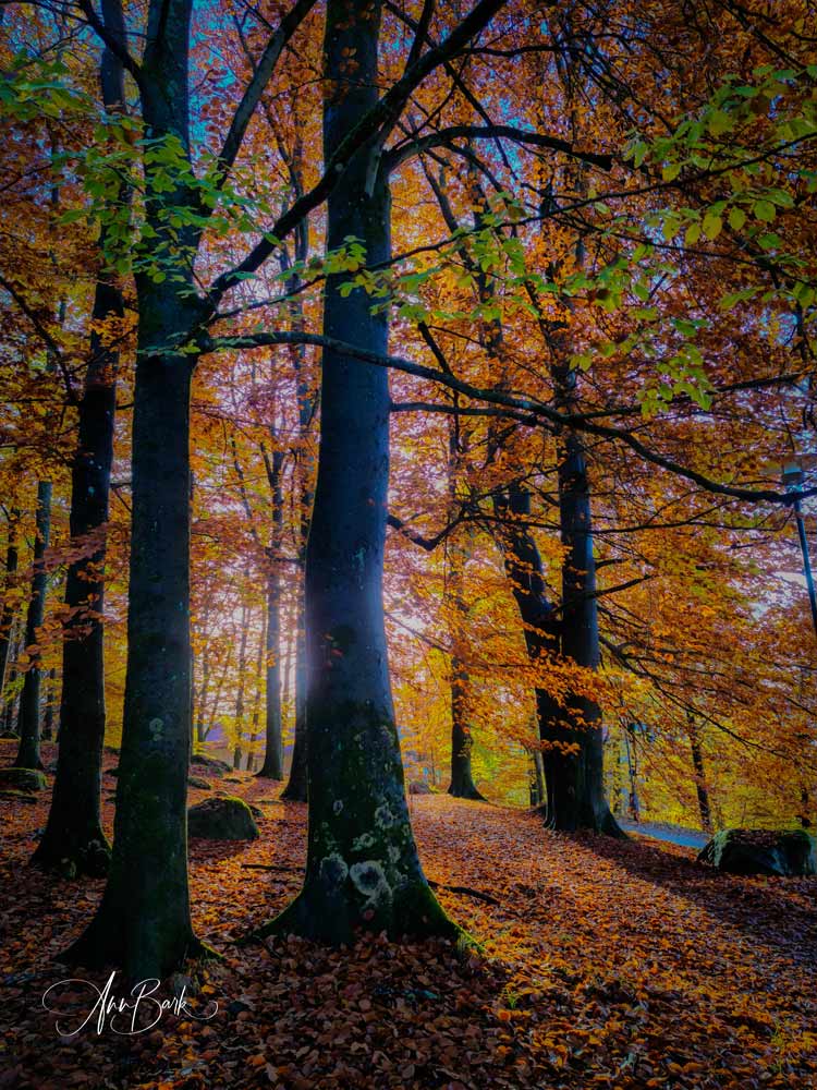 Annelundsparken Borås i höstens färgskrud