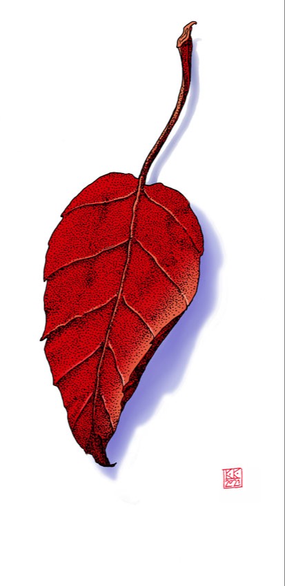Red leaf.